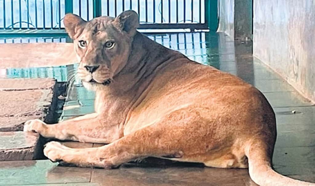 பெண் சிங்கத்தை காப்பாற்ற அமெரிக்காவிலிருந்து கொண்டுவரப்பட்ட மருந்து!