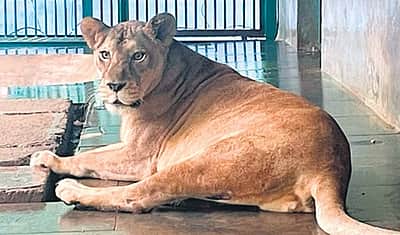 பெண் சிங்கத்தை காப்பாற்ற அமெரிக்காவிலிருந்து கொண்டுவரப்பட்ட மருந்து!