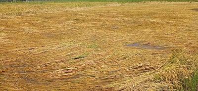 ஃபென்ஜால் புயல் மழை: 500 ஏக்கரில் நெல் பயிா்கள் சேதம்