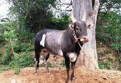 வாழப்பாடி பகுதியில் குறைந்து வரும் ஜல்லிக்கட்டு மோகம்!