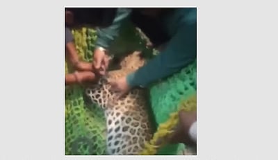 ஜெய்ப்பூரில் குடியிருப்பு பகுதியில் புகுந்து 3 பேரைத் தாக்கிய சிறுத்தையால் பரபரப்பு