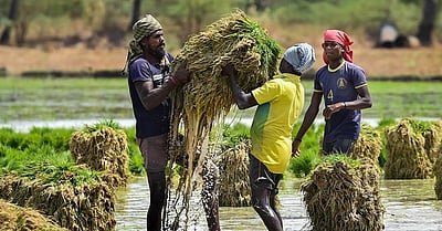 விவசாயிகளுக்கான சில்லறை பணவீக்கம் சரிவு