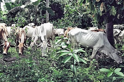 பஞ்சாபில் 20 பசுக்கள் மர்மச் சாவு! கண்டித்துக் கடையடைப்பு!