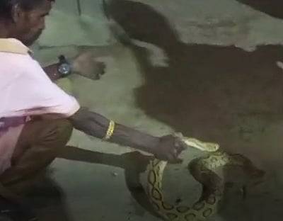 குடிபோதையில் விஷப் பாம்பைப்  பிடித்து சாகசம் செய்தவர் பலி!