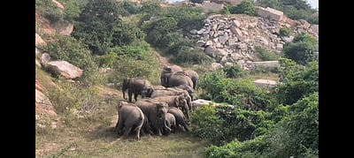 உத்தனப்பள்ளி அருகே அட்டகாசம் செய்யும் யானைகள்