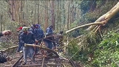 உதகை மலை ரயில் பாதையில் விழுந்த மரம்