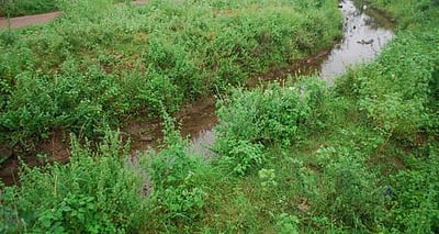 கீழ்பவானி கிளை வாய்க்கால்களை சீரமைக்கக் கோரிக்கை