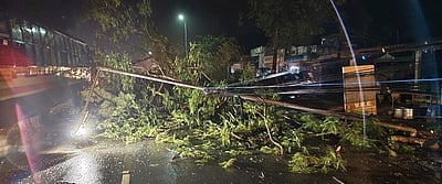 ஜெயங்கொண்டத்தில் மழையால் விழுந்த மரங்கள் அகற்றம்