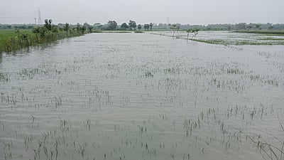 கனமழை: மயிலாடுதுறையில் 30,000 ஏக்கா் நெற்பயிா்கள் பாதிப்பு