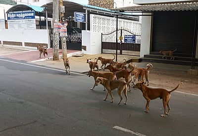 பரமத்தி வேலூரில் தெருநாய்கள் தொல்லை