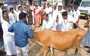 ராணிப்பேட்டை: 2.3 லட்சம் கால்நடைகளுக்கு கோமாரி நோய் தடுப்பூசி