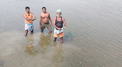 ஏரி உபரி நீரில் மூழ்கி 400 ஏக்கா் நெற்பயிா்கள் சேதம்:  விவசாயிகள் வேதனை