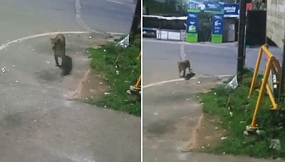 வால்பாறை அரசுக் கல்லூரி சாலையில் சிறுத்தை நடமாட்டம்!