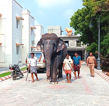 ஒரு மாதத்திற்குப் பிறகு நடைப்பயிற்சிக்கு சென்ற திருச்செந்தூா் கோயில் யானை