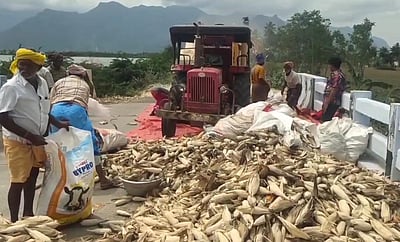 மக்காச்சோளம் விலை சரிவு: விவசாயிகள் கவலை