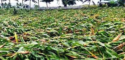 தொடா் மழை: அறுவடைக்குத் தயாரான மக்காச்சோளம் பாதிப்பு 