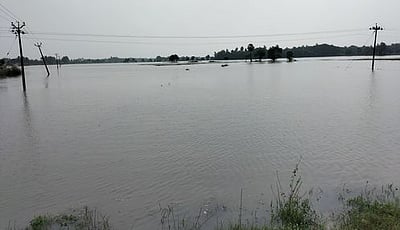 பலத்த மழையால் 28 ஆயிரம் ஏக்கரில் பயிா்கள் பாதிப்பு: விவசாயிகள் வேதனை