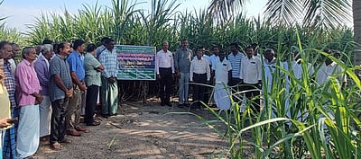 கரும்பு சாகுபடியில் அதிக விளைச்சலை அளிக்கும் கோ 14012 ரகம் அறிமுகம்