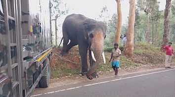 முதுமலையில் இருந்து சேரம்பாடிக்கு வரவழைக்கப்பட்டுள்ள கும்கி யானை.