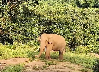 ஒடிசா: யானை தாக்கியதில் தந்தை, மகள் படுகாயம்! 