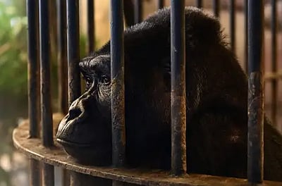 40 ஆண்டுகளுக்கு மேல் சிறை, உலகின் தனிமையான மனிதக்குரங்கு!