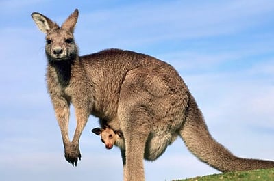 98 கங்காருகளைக் கொன்ற நபர் கைது! 