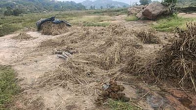 அறுவடை செய்த ராகி கதிா்களை 
சேதப்படுத்திய யானைகள்!