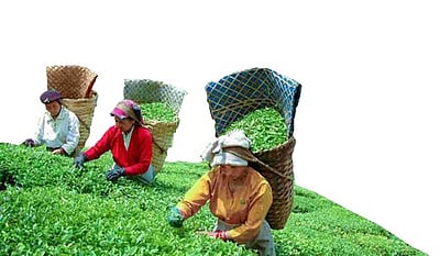 அரையாண்டில் அதிகரித்த இந்திய தேயிலை ஏற்றுமதி