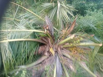 ஸ்ரீவில்லிபுத்தூா் அருகே தென்னை மரங்களை சாய்த்த காட்டு யானைகள்