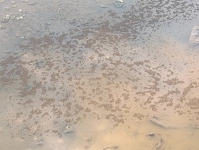 கொசு உற்பத்தியை தடுக்க கோரிக்கை