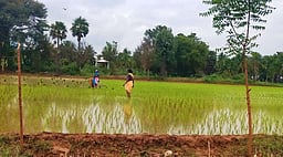 வேளாண் பட்ஜெட்: பயிா்க் கடன் 
தள்ளுபடி அறிவிக்காதது ஏமாற்றம்;
தமிழ்நாடு விவசாயிகள் சங்கம்