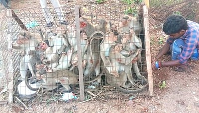 பொய்கை திருநகரில் 65 குரங்குகள் பிடிப்பு