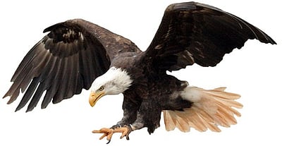 அமெரிக்காவின் தேசியப் பறவை கழுகு: அதிகாரபூா்வமாக உறுதி செய்த பைடன்