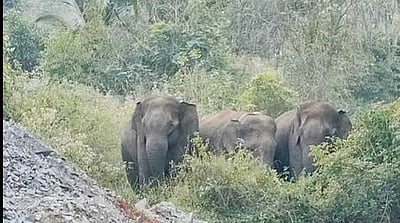 ஒசூா் அருகே தஞ்சமடைந்த யானைகளை விரட்ட வனத்துறை நடவடிக்கை