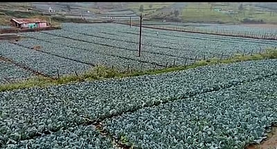 கோத்தகிரியில் முட்டைக்கோஸ் விளைச்சல் அதிகரிப்பு