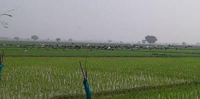 திருமானூரில் சம்பா சாகுபடி பணிகள் தீவிரம்: இரை தேடி பறவைகள் அதிகளவில் வருகை