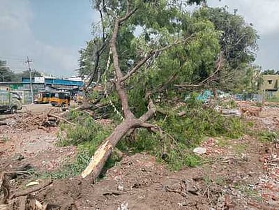 மருத்துவ பணியாளா் குடியிருப்பு வளாகத்தில் மரங்கள் அகற்றம்