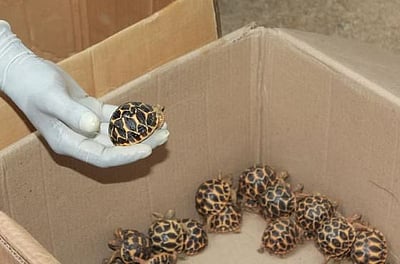 கடத்தப்பட்டு பதுக்கி வைக்கப்பட்டிருந்த 446 ஆமைகள் மீட்பு! 