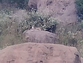 குடியாத்தம் அருகே சிறுத்தை நடமாட்டம்