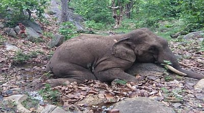 துப்பாக்கிக் குண்டு காயங்களுடன் யானையின் சடலம் மீட்பு! 