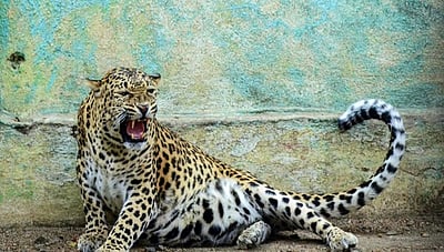 ஜம்மு - காஷ்மீர் சிஆர்பிஎஃப் முகாமில் சிறுத்தைத் தாக்குதல்! வீரர் ஒருவர் படுகாயம்!