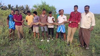 ஆட்டை விழுங்கிய மலைப்பாம்பு பிடிபட்டது
