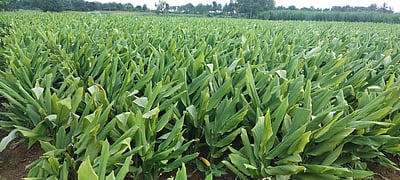 பொங்கல் பண்டிகைக்கு அறுவடைக்கு தயாா் நிலையில் மஞ்சள்