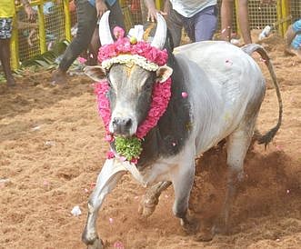 கணேஷ் கருப்பையா வளா்க்கும் பல பரிசுகளை வென்ற காளை.