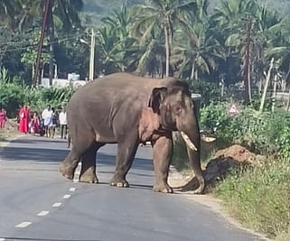 ஒசூா் அருகே தொடரும் ஒற்றை யானையின் அச்சுறுத்தல்