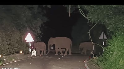 வால்பாறை - பொள்ளாச்சி சாலையில் யானைகள் நடமாட்டம்: எச்சரிக்கையுடன் பயணிக்க வனத் துறை அறிவுறுத்தல்