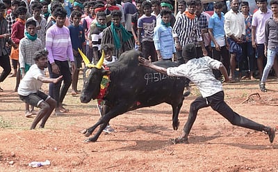 சிவகங்கை அருகே  மஞ்சுவிரட்டு