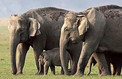 அசாமில் யானைகளின் எண்ணிக்கை 5,828 ஆக உயர்வு! 