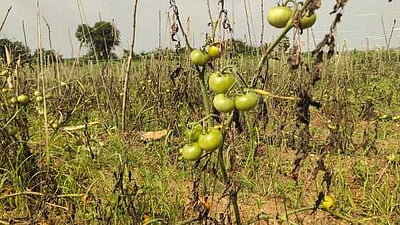 செம்மை நோய்த் தாக்குதலால் கருகும் தக்காளி செடிகள்