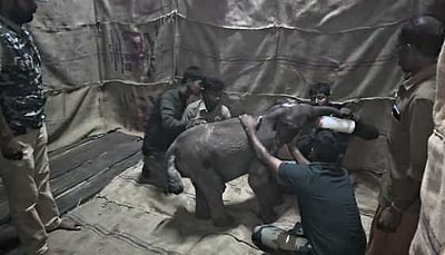 கோவையில் இருந்து கொண்டுவரப்பட்ட யானைக் குட்டி தனியறையில் பராமரிப்பு